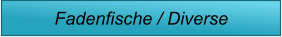Fadenfische / Diverse