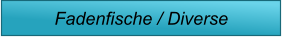 Fadenfische / Diverse