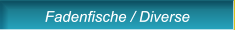 Fadenfische / Diverse Fadenfische / Diverse