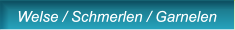 Welse / Schmerlen / Garnelen Welse / Schmerlen / Garnelen