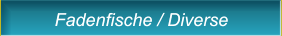 Fadenfische / Diverse Fadenfische / Diverse
