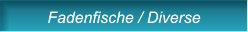 Fadenfische / Diverse Fadenfische / Diverse