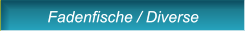 Fadenfische / Diverse Fadenfische / Diverse