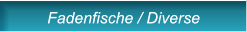 Fadenfische / Diverse Fadenfische / Diverse