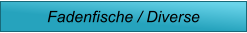 Fadenfische / Diverse